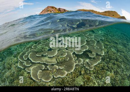 Im Komodo-Nationalpark, Indonesien, gedeihen Korallen, die sich auf Riffen aufbauen. Diese Region ist die Heimat einer außergewöhnlichen marinen Artenvielfalt. Stockfoto