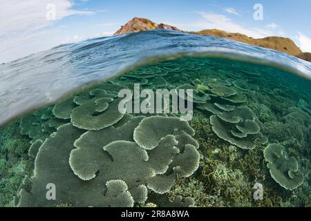 Im Komodo-Nationalpark, Indonesien, gedeihen Korallen, die sich auf Riffen aufbauen. Diese Region ist die Heimat einer außergewöhnlichen marinen Artenvielfalt. Stockfoto