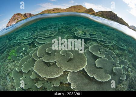 Im Komodo-Nationalpark, Indonesien, gedeihen Korallen, die sich auf Riffen aufbauen. Diese Region ist die Heimat einer außergewöhnlichen marinen Artenvielfalt. Stockfoto