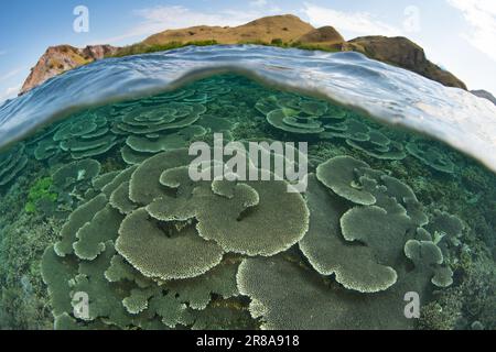 Im Komodo-Nationalpark, Indonesien, gedeihen Korallen, die sich auf Riffen aufbauen. Diese Region ist die Heimat einer außergewöhnlichen marinen Artenvielfalt. Stockfoto