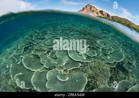Im Komodo-Nationalpark, Indonesien, gedeihen Korallen, die sich auf Riffen aufbauen. Diese Region ist die Heimat einer außergewöhnlichen marinen Artenvielfalt. Stockfoto