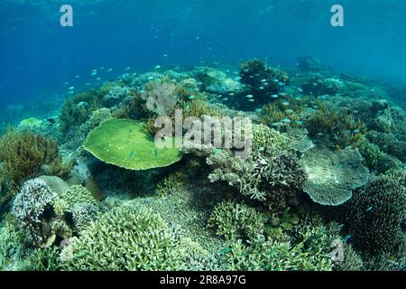 Korallen und Fische gedeihen an einem flachen Korallenriff in der Nähe von Komodo, Indonesien. Diese warme, tropische Region ist die Heimat einer außergewöhnlichen marinen Artenvielfalt. Stockfoto