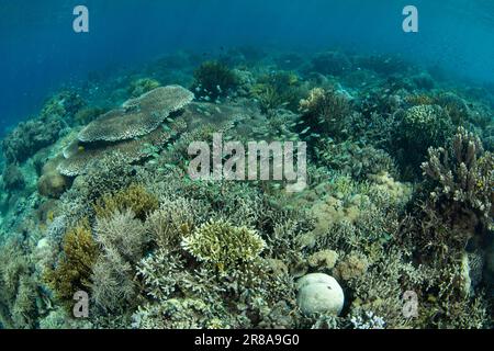 Korallen und Fische gedeihen an einem flachen Korallenriff in der Nähe von Komodo, Indonesien. Diese warme, tropische Region ist die Heimat einer außergewöhnlichen marinen Artenvielfalt. Stockfoto