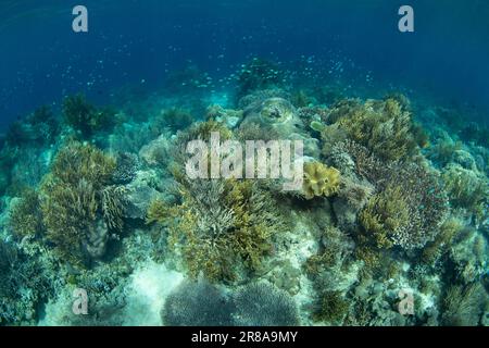 Korallen und Fische gedeihen an einem flachen Korallenriff in der Nähe von Komodo, Indonesien. Diese warme, tropische Region ist die Heimat einer außergewöhnlichen marinen Artenvielfalt. Stockfoto