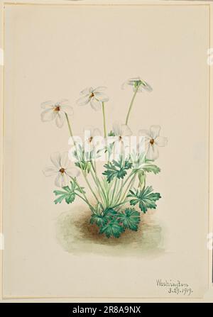 Pansy Violet (Viola pedata) 1919 von Mary Vaux Walcott, geboren in Philadelphia, PA 1860-gestorben St. Andrews, New Brunswick, Kanada 1940 Stockfoto