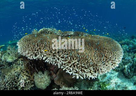 Korallen und Fische gedeihen an einem flachen Korallenriff in der Nähe von Komodo, Indonesien. Diese warme, tropische Region ist die Heimat einer außergewöhnlichen marinen Artenvielfalt. Stockfoto