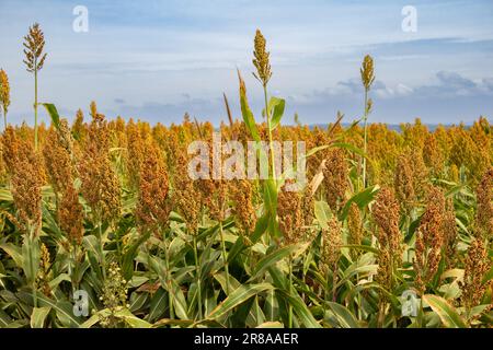 Catalao, Goias, Brasilien – 15. Juni 2023: Detailansicht einer Sorghum-Plantage mit dem Himmel im Hintergrund. Stockfoto