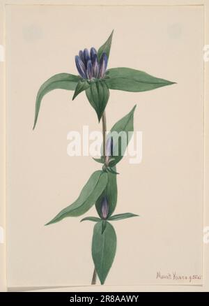 Flasche Gentian (Gentiana saponaria) 1905 von Mary Vaux Walcott, geboren in Philadelphia, PA 1860-gestorben St. Andrews, New Brunswick, Kanada 1940 Stockfoto