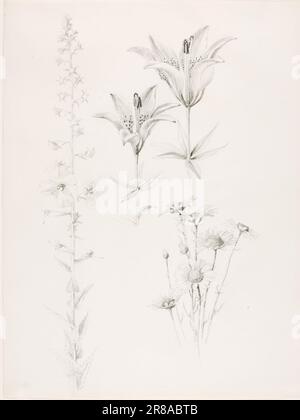 Unbenannt (Lily, Daisy, Hibiscus) 1889 von George Elbert Burr, geboren in Monroe Falls, OH 1859-gestorben Phoenix, AZ 1939 Stockfoto