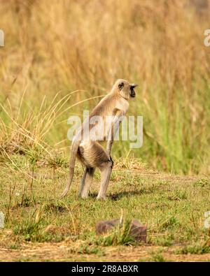 Alarmieren Sie Gray Hanuman-Langur oder indianer-Langur oder Semnopithecus-Affengegner, die auf zwei Beinen stehen, auf der Outdoor-Dschungel-Safari bandhavgarh Stockfoto