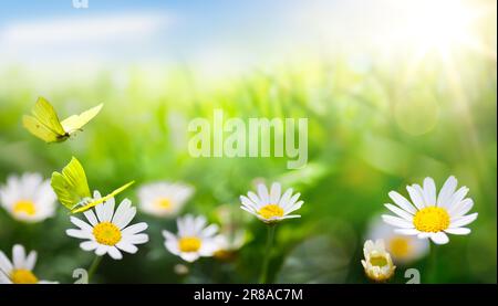 Abstrakte Kunst; schöner Sommerhintergrund mit frischem grünem Gras und wilden Kamillenblumen auf sonniger Wiese Stockfoto