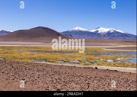 Entdecken Sie die malerischen Feuchtgebiete Vado Rio Putana zwischen San Pedro de Atacama und den Geysiren von El Tatio in der Atacama-Wüste in Chile, Südamerika Stockfoto