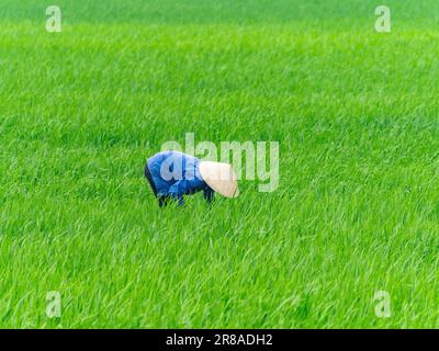 Vietnamesische Landwirtin, die ein Reisfeld in der Provinz Thanh Hoa, Vietnam, inspiziert. Stockfoto