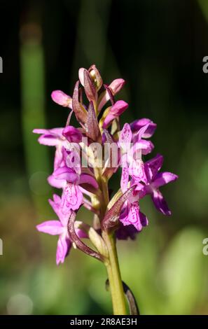 Frühe Sumpforchideenblüte Stockfoto