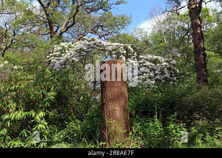 Ein hoher Baumstumpf schmiegt sich unter einem weißen Rhododendron und hohen Bäumen in einem englischen Waldgarten, in dem einheimische Pflanzen aus großbritannien mit exotischen Arten vermischt werden. Mai Stockfoto