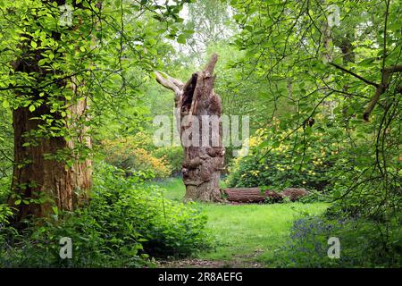 Ein hoher, alter, grauer Eichenstumpf (Snag) steht im Kontrast zum üppigen, neuen Grün einer versteckten Lichtung in einem englischen Waldgarten im Mai Stockfoto