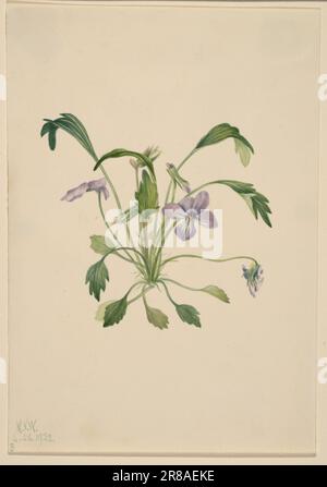 Southern Bird's Foot Violet (Viola digitata) 1922 von Mary Vaux Walcott, geboren in Philadelphia, PA 1860-gestorben St. Andrews, New Brunswick, Kanada 1940 Stockfoto