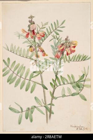 Rabbitbean (Cracca virginiana) 1918 von Mary Vaux Walcott, geboren in Philadelphia, PA 1860-gestorben St. Andrews, New Brunswick, Kanada 1940 Stockfoto