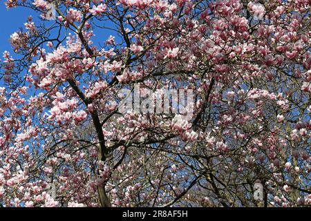 An einem sonnigen Tag Anfang April im Süden Englands erstrahlen frische, blassrosa Magnolienblüten den hellblauen Himmel Stockfoto