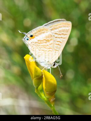 Erbsenblauer Schmetterling, Lampides Boeticus, auf einer spanischen Besenblume, Spartium Junceum Stockfoto