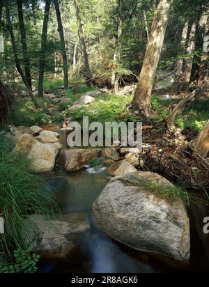 Bärenschlucht in den Santa Catalina Mountains, Arizona, Stockfoto