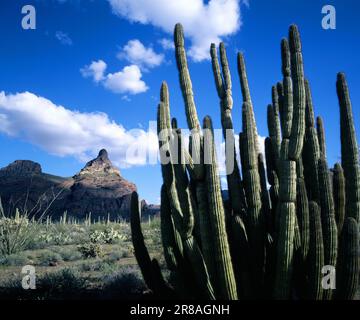 Orgel Pipe Cactus unter Montezumas Kopf im Organ Pipe National Monument, Arizona Stockfoto