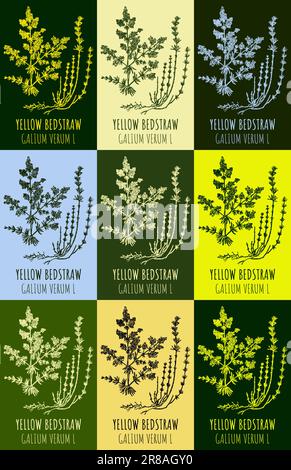 Zeichnungsset AUS GELBEM BETTSTROH in verschiedenen Farben. Handgezeichnete Illustration. Lateinische Bezeichnung GALIUM VERUM L. Stock Vektor