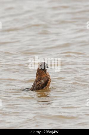 Great Skua (Stercorarius skua) Jungbaden im Meer Eccles-on-Sea, Norfolk, Vereinigtes Königreich Oktober Stockfoto