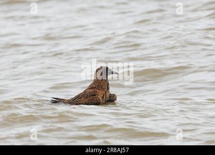 Great Skua (Stercorarius skua) Jungbaden im Meer Eccles-on-Sea, Norfolk, Vereinigtes Königreich Oktober Stockfoto