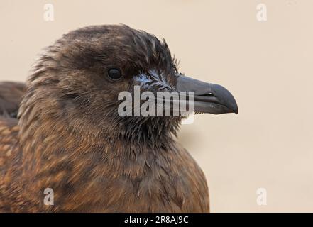 Großskua (Stercorarius skua) – Nahaufnahme des Leiters des unreifen Eccles-on-Sea, Norfolk, Großbritannien Oktober Stockfoto