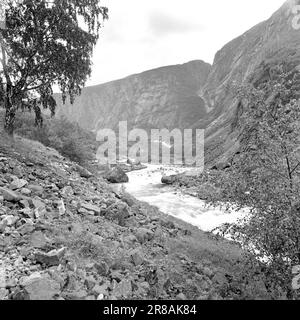 33. 2. 1960: Brautprozession in Hardanger. Synnøve Hauge und Samson Bjørke haben Vikøy in der Kirche geheiratet, auf gute alte Weise. Foto: Ivar Aaserud / Aktuell / NTB ***Foto nicht verarbeitet*** Stockfoto