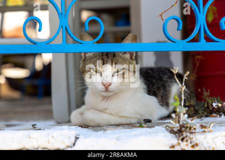 Schläfrige Katze in der Mittagshitze auf der Insel Paros in Griechenland Stockfoto