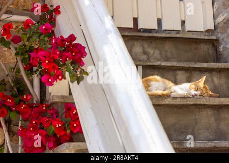 Schläfrige Katze in der Mittagshitze auf der Insel Paros in Griechenland Stockfoto