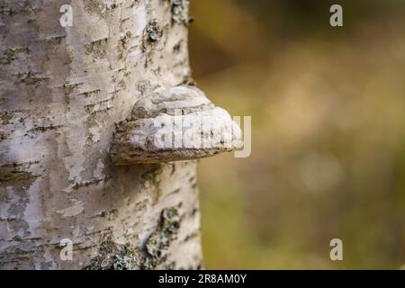 Birkenpolypore (Fomitopsis betulina, vormals Piptoporus betulinus) auf einem Birkenbaum, Nahaufnahme. Stockfoto