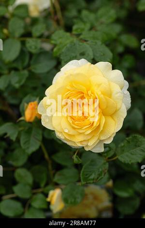 Nahaufnahme einer gelben Rose namens Rosa the Poets Wife, die in einem britischen Garten blüht. Eine schöne Rose von David Austin. Stockfoto