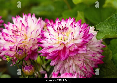 Nahaufnahme von Dahlia Labella Maggiore Rose Bicolour. Eine wunderschöne Dahlienblüte, die in Großbritannien blüht Stockfoto