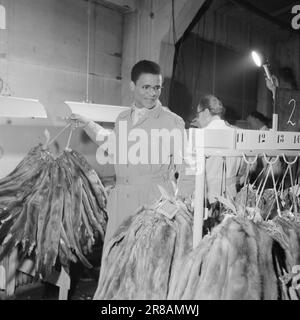 Aktuell 3-11-1960: Auf der Flucht vor Hass Südafrikas Gestapo verfolgte den 23-jährigen Hans Beukes aus einem einzigen Grund durch drei Länder: Er ist farbig. Aber Beukes entkam, und vom UN-Podium ließ er die ganze Welt auf ihn hören. Nach vielen Abenteuern fand er einen Zufluchtsort in Oslo. Foto: Aage Storløkken / Aktuell / NTB ***FOTO NICHT VERARBEITET*** Stockfoto