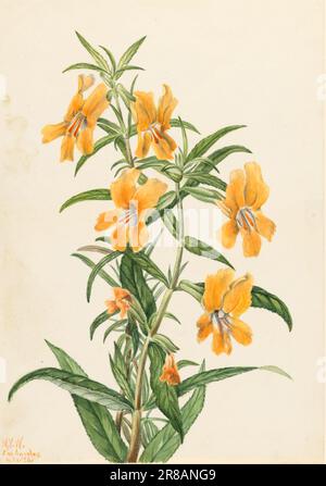 Buff Monkeyflower (Diplacus longiflorus) 1926 von Mary Vaux Walcott, geboren in Philadelphia, PA 1860-gestorben St. Andrews, New Brunswick, Kanada 1940 Stockfoto