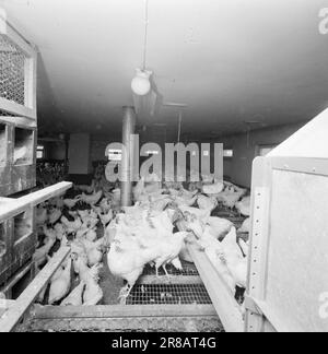 Aktuell 18-3-1960: Das Osterhühnchen Weiße Eier werden zu goldenen Flausen. In einem modernen Hühnerstall ist das Liebesleben wie alles andere vollautomatisch. Hier findet die Paarung nach Zeitplan statt, sozusagen, und die Geschlechter werden auf der Grundlage mathematischer Berechnungen verteilt, mit dem Ziel, den größtmöglichen Gewinn zu erzielen. Geburten, Fütterung, Bewässerung und Wischen werden auf einem Förderband durchgeführt. Foto: Aage Storløkken / Aktuell / NTB ***FOTO NICHT VERARBEITET*** Stockfoto