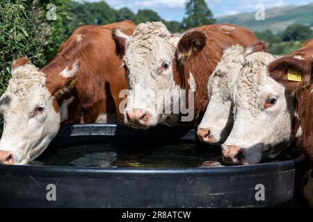 Hereford Rinder Trinkwasser aus einem großen Wassertrog an einem heißen Sommertag, Cumbria, Großbritannien. Stockfoto