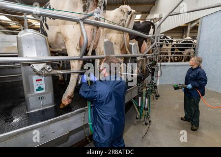 Milcharbeiter, der Milchkühe Melkeinheiten auf Euter in einem Drehstudio anbringt, Dumfries, Vereinigtes Königreich. Stockfoto