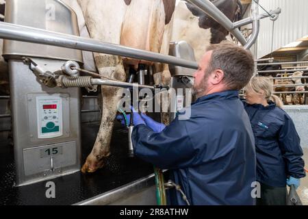 Milcharbeiter, der Milchkühe Melkeinheiten auf Euter in einem Drehstudio anbringt, Dumfries, Vereinigtes Königreich. Stockfoto