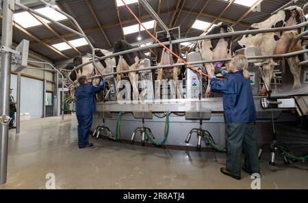 Milcharbeiter, der Milchkühe Melkeinheiten auf Euter in einem Drehstudio anbringt, Dumfries, Vereinigtes Königreich. Stockfoto