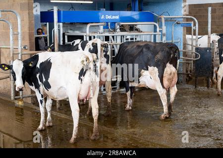Milchkühe, die von Melkrobotern in einem modernen Melkhaus gemolken werden. Dumfries, Großbritannien. Stockfoto