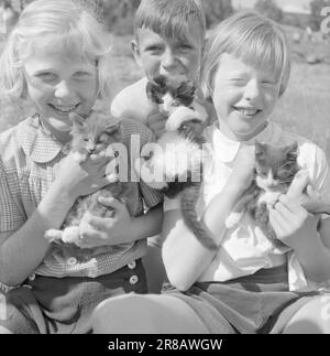 Actual 17-1950: Während die Kinder auf der Flucht sind, haben sich norwegische Verlage für bis zu 6 Wochen zusammengeschlossen und freie Urlaubskolonie für Kinder von Autoren. Sie gibt den Autoren die Möglichkeit, den Sommer zu nutzen, um über die Manuskripte von Büchern zu schwitzen, die hoffentlich noch vor Weihnachten veröffentlicht werden. Kinder und Tiere passen gut zusammen. Diese drei haben alle ihre eigenen süßen Kätzchen zum Kuscheln gefunden. Ansonsten gibt es auch viele andere Arten von Tieren auf Oksenøen. Im Wald gibt es sogar eine Fuchshöhle. Foto: Sverre A. Børretzen / Aktuell / NTB ***FOTO NICHT IMAGE PROCESSED*** Stockfoto