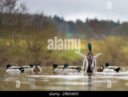 Niedriger Winkel, Rückansicht des wilden, britischen Stockenten drake (Anas platyrhynchos) in einem Fluss, flatternd mit gespreizten Flügeln. Britische Wasservögel. Stockfoto