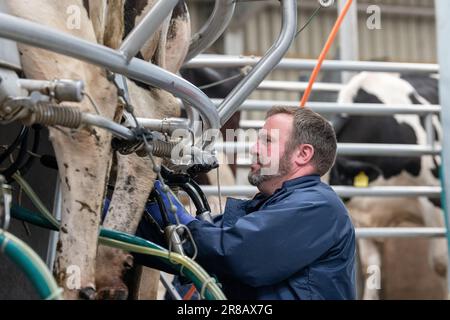 Milcharbeiter, der Milchkühe Melkeinheiten auf Euter in einem Drehstudio anbringt, Dumfries, Vereinigtes Königreich. Stockfoto