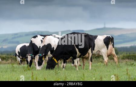 Holsteinische Milchvieh, die vor dem Melken auf einer üppigen Weide weiden, Dumfries, Schottland, Großbritannien. Stockfoto