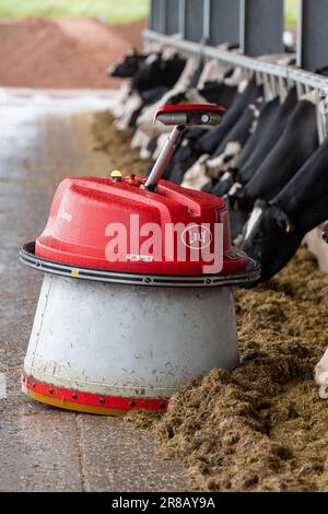 Lely Juno, ein Roboter, der die Silage beim Füttern vor Rinder schieben soll. Dumfries, Großbritannien. Stockfoto