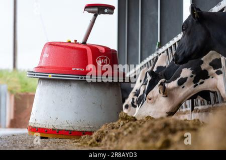 Lely Juno, ein Roboter, der die Silage beim Füttern vor Rinder schieben soll. Dumfries, Großbritannien. Stockfoto
